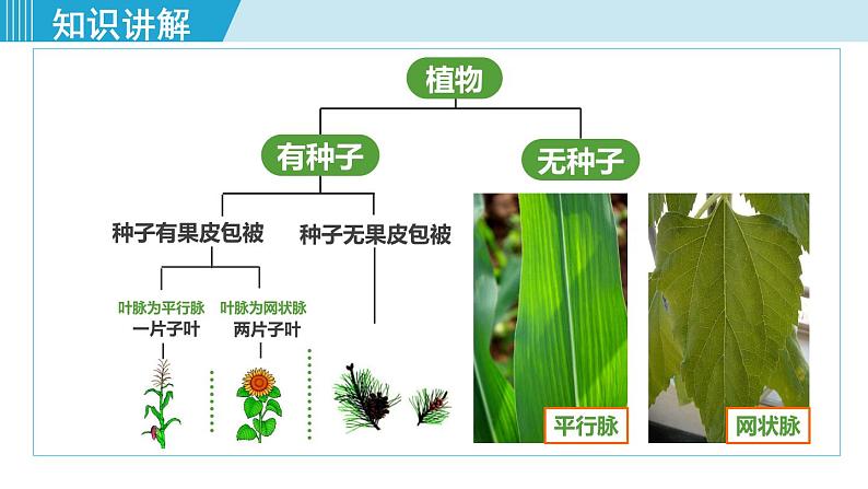 人教版八年级生物上册 第六单元 第一章 根据生物的特征进行分类 第一节尝试对生物进行分类 课件08