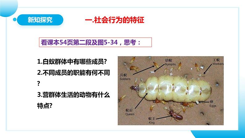 【核心素养目标】人教版初中生物八年级上册5.2.3《社会行为》课件+视频+教学设计+同步分层练习（含答案）07