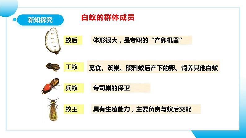 【核心素养目标】人教版初中生物八年级上册5.2.3《社会行为》课件+视频+教学设计+同步分层练习（含答案）08