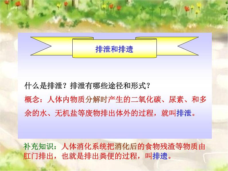 苏科版八年级上册生物  15.2人体内废物的排出 课件02