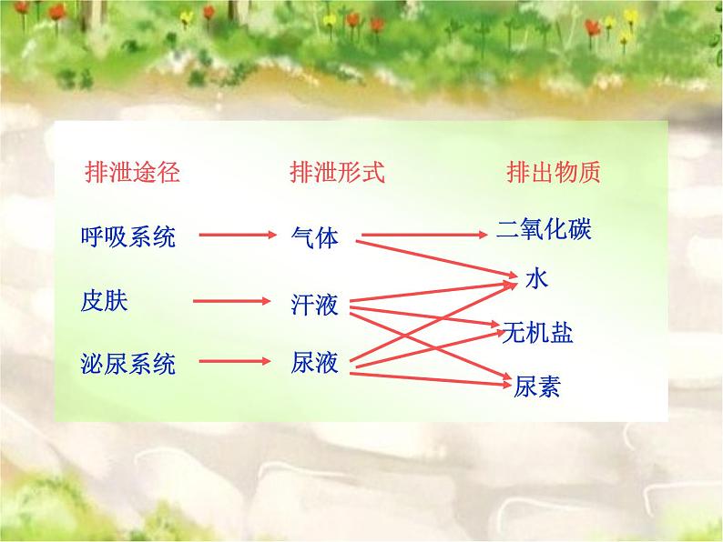 苏科版八年级上册生物  15.2人体内废物的排出 课件03