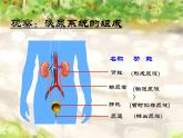 苏科版八年级上册生物  15.2人体内废物的排出 课件