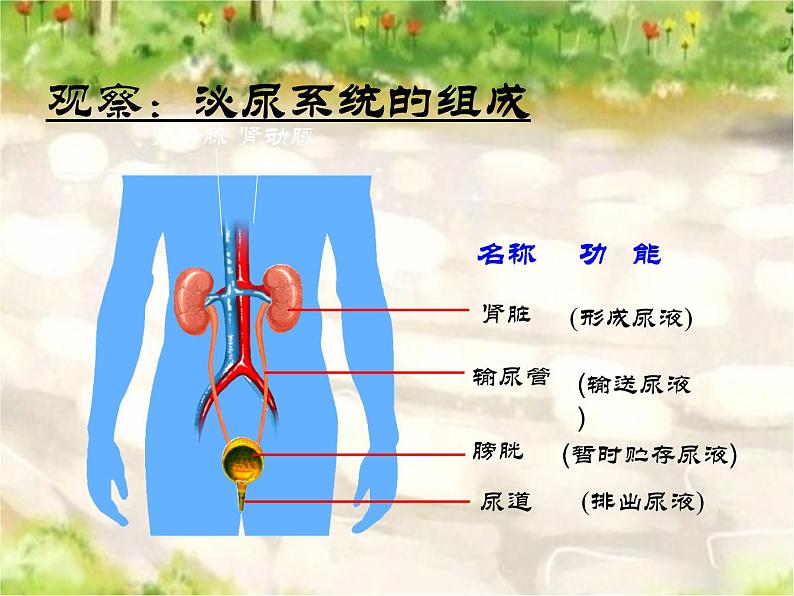 苏科版八年级上册生物  15.2人体内废物的排出 课件05