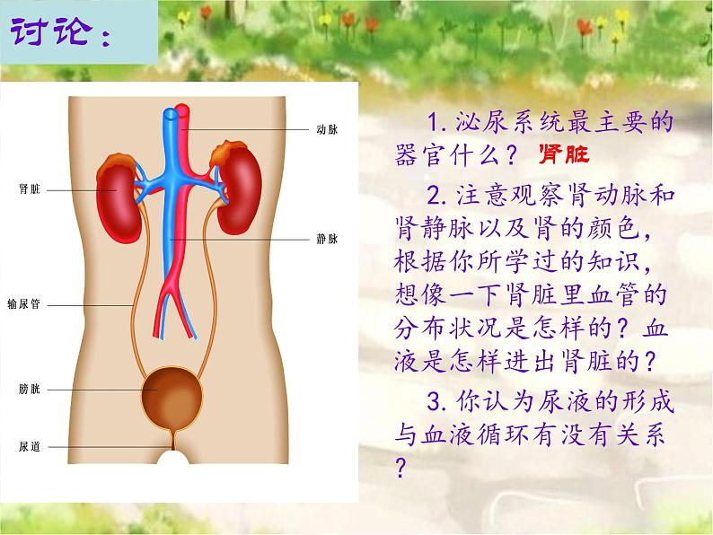 苏科版八年级上册生物  15.2人体内废物的排出 课件06