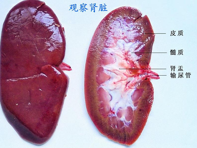 苏科版八年级上册生物  15.2人体内废物的排出 课件07