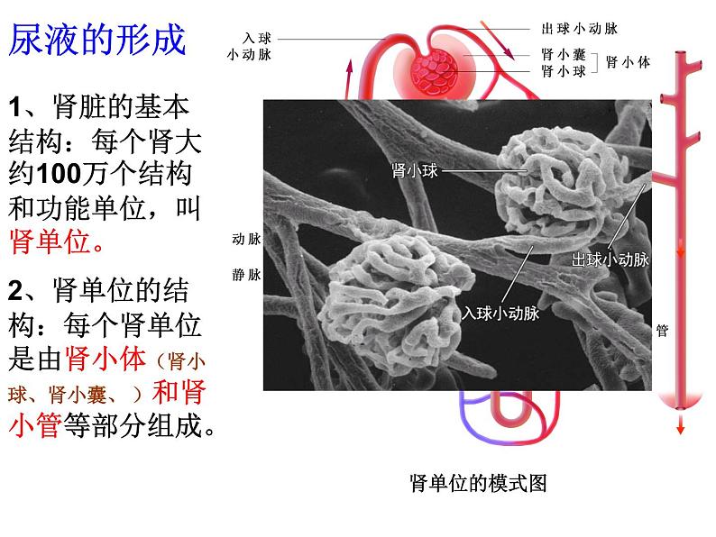 苏科版八年级上册生物  15.2人体内废物的排出 课件08