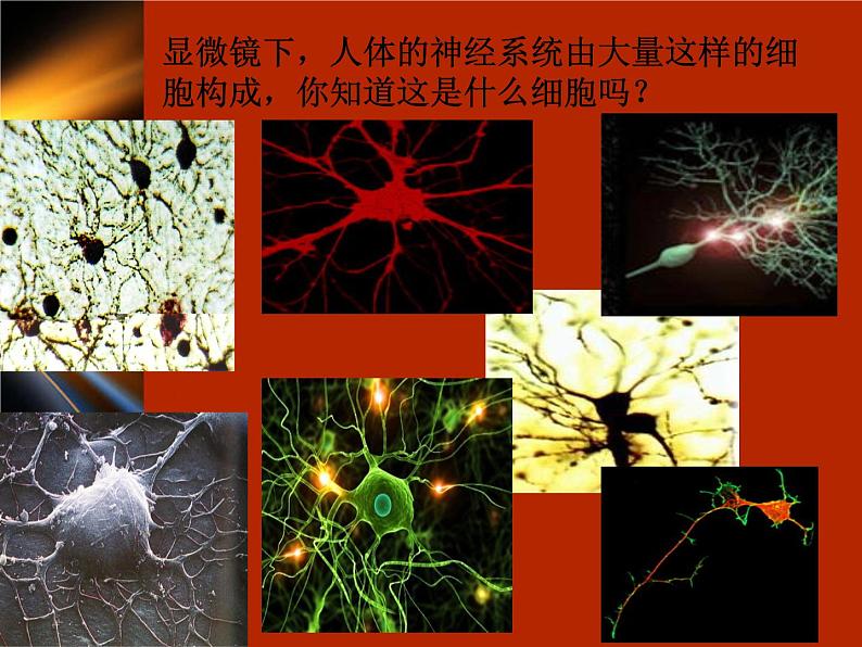 苏科版八年级上册生物 16.1人体的神经调节 课件06