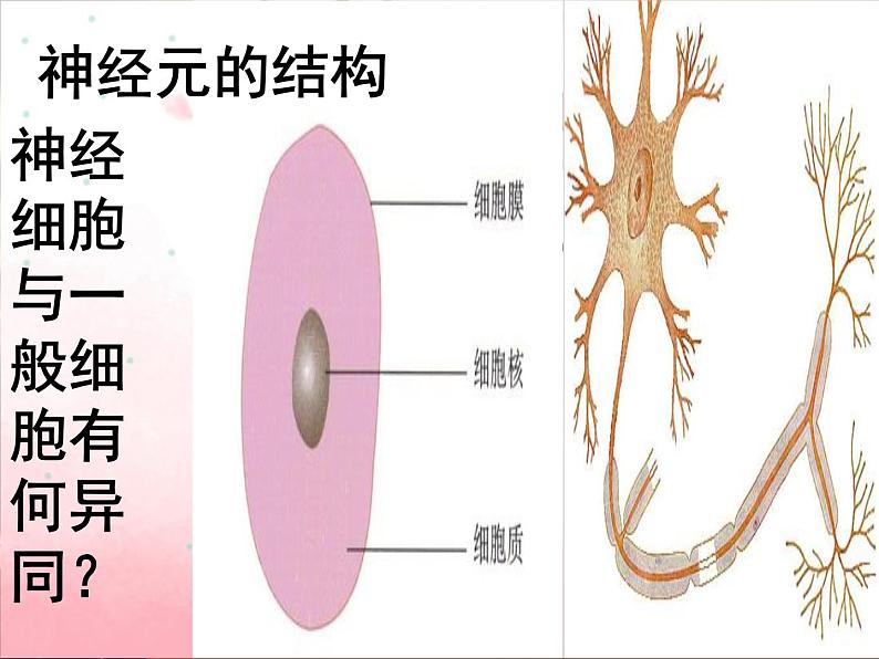 苏科版八年级上册生物 16.1人体的神经调节 课件07