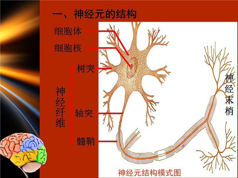 苏科版八年级上册生物 16.1人体的神经调节 课件08