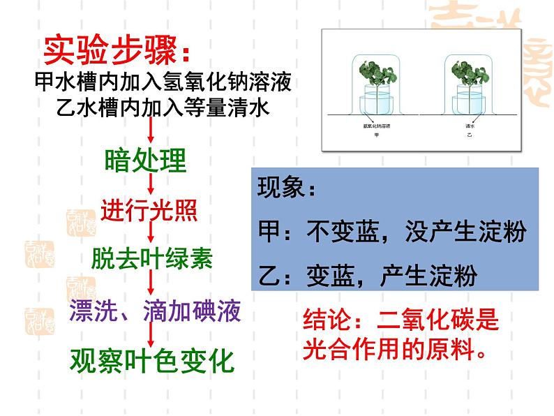 冀教版八上生物 3.3.2光合作用的原料 课件05