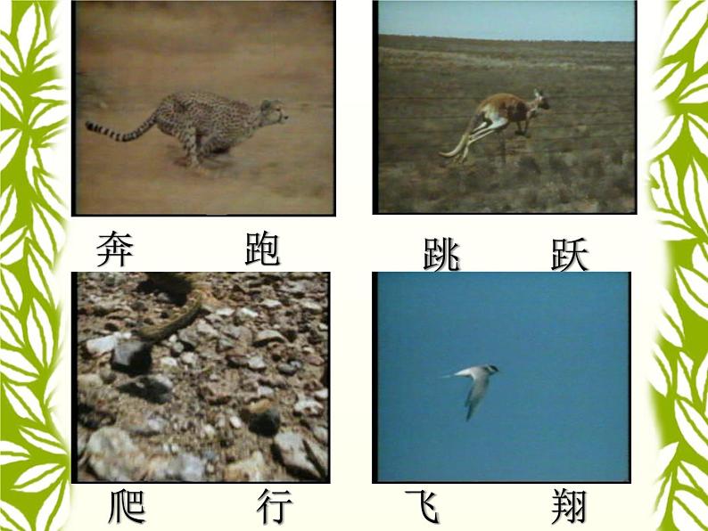 冀教版八上生物  4.2.1动物行为的特点 课件02