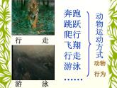 冀教版八上生物  4.2.1动物行为的特点 课件