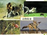 冀教版八上生物  4.2.1动物行为的特点 课件