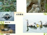 冀教版八上生物  4.2.1动物行为的特点 课件