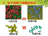 冀教版八上生物 5.1.1细菌 课件