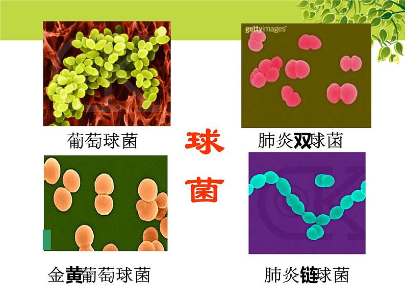 冀教版八上生物 5.1.1细菌 课件05