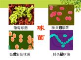 冀教版八上生物 5.1.1细菌 课件