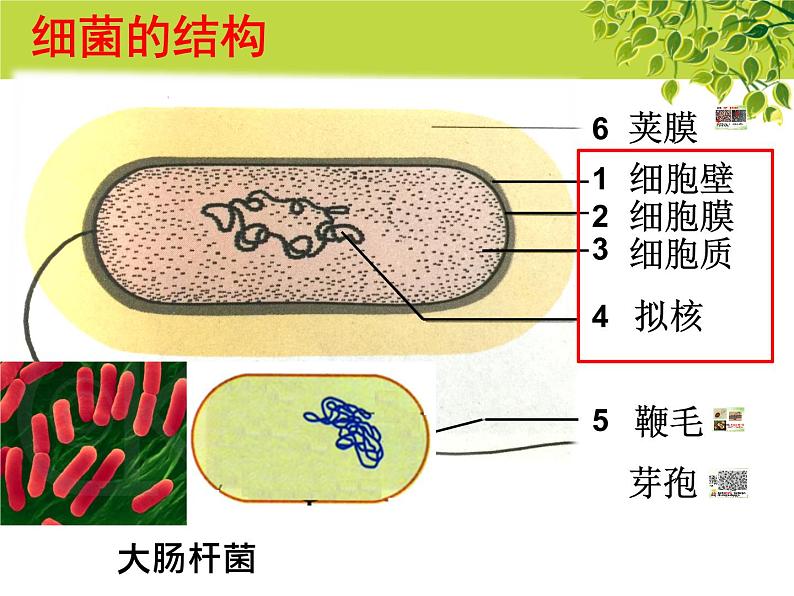 冀教版八上生物 5.1.1细菌 课件08