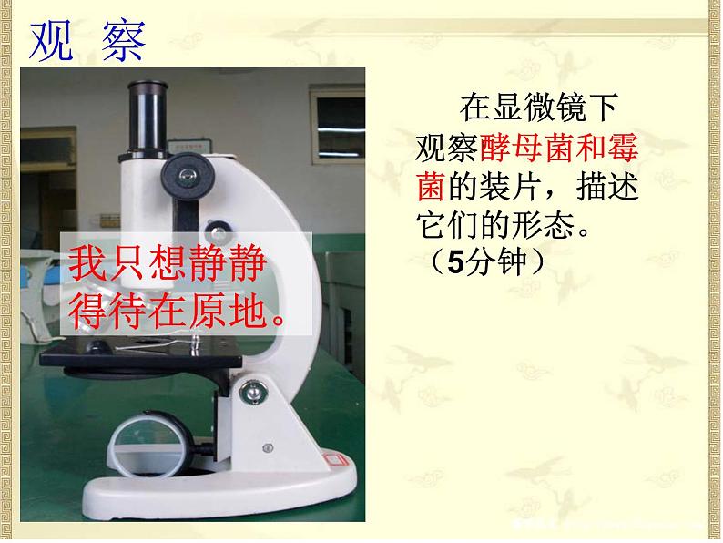 冀教版八上生物 5.2.1酵母菌和霉菌 课件04