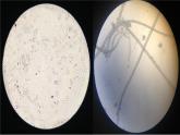 冀教版八上生物 5.2.1酵母菌和霉菌 课件