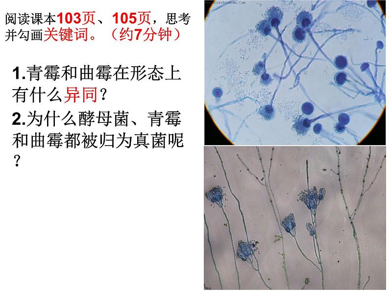 冀教版八上生物 5.2.1酵母菌和霉菌 课件08