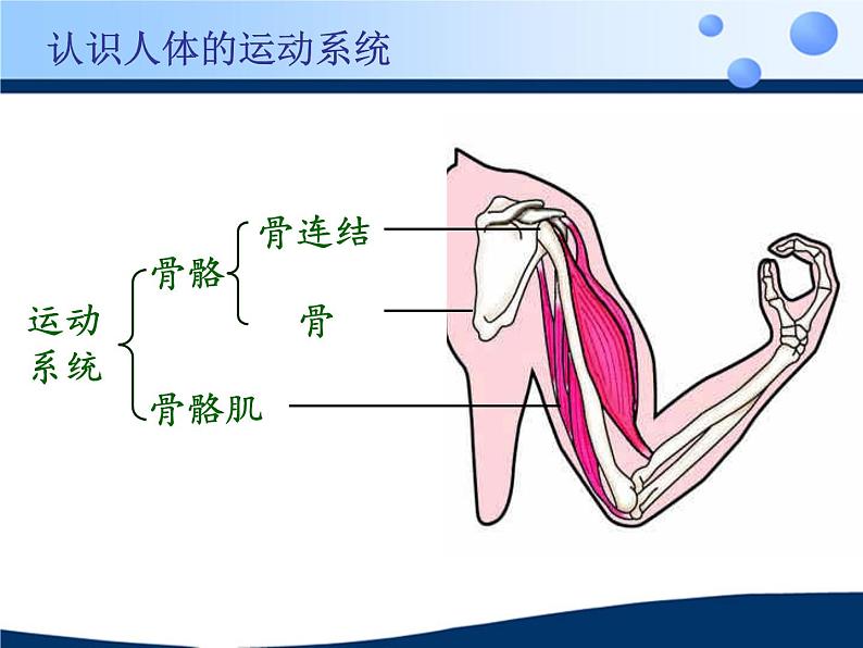 苏科版八年级上册生物  17.1人体的运动 课件05