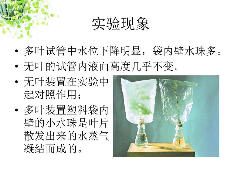 苏科版八年级上册生物  18.1绿色植物与生物圈的水循环 课件04