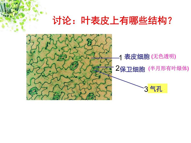 苏科版八年级上册生物  18.1绿色植物与生物圈的水循环 课件07