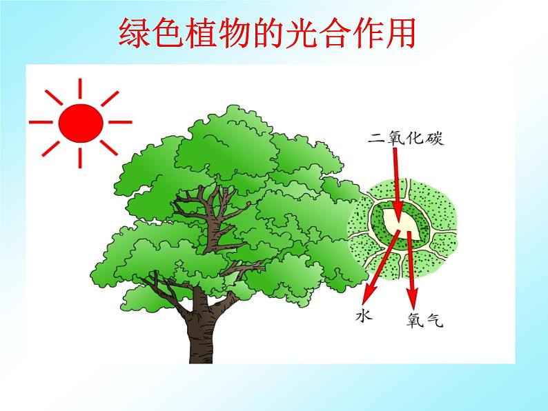 苏科版八年级上册生物  18.2绿色植物与生物圈中的碳-氧平衡 课件第3页