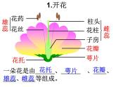 苏科版八年级上册生物  19.1植物的生殖 课件