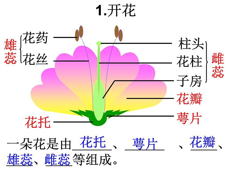 苏科版八年级上册生物  19.1植物的生殖 课件03