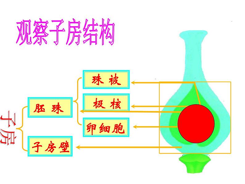 苏科版八年级上册生物  19.1植物的生殖 课件04