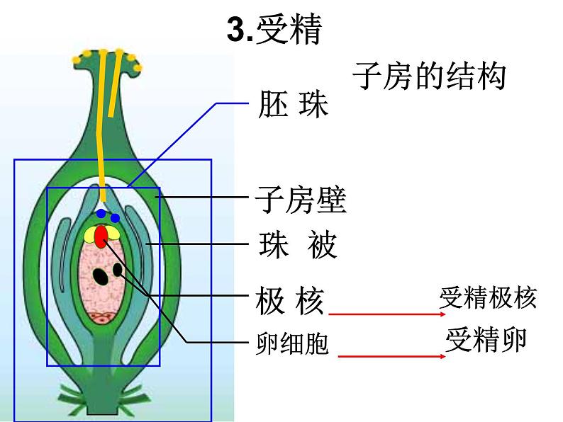 苏科版八年级上册生物  19.1植物的生殖 课件07