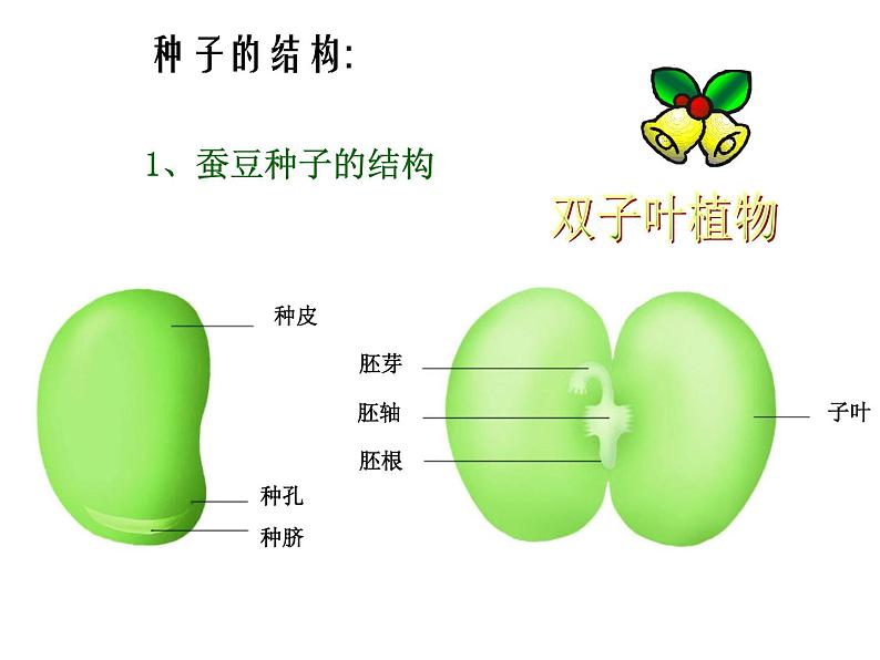 苏科版八年级上册生物  19.2植物的生长发育 课件07