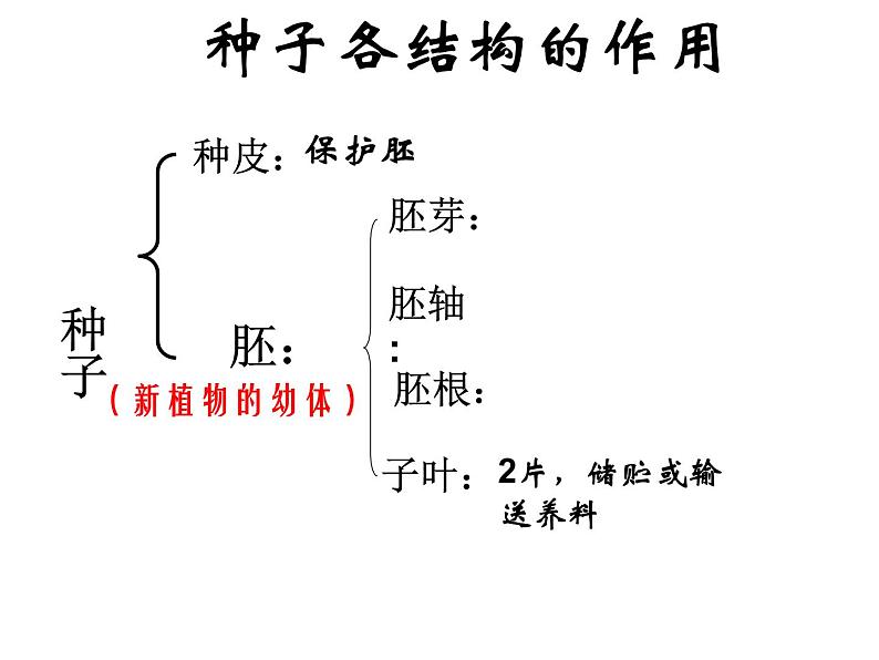 苏科版八年级上册生物  19.2植物的生长发育 课件08