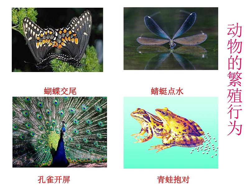 苏科版八年级上册生物  20.1动物的生殖 课件01