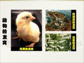 苏科版八年级上册生物  20.2动物的发育 课件