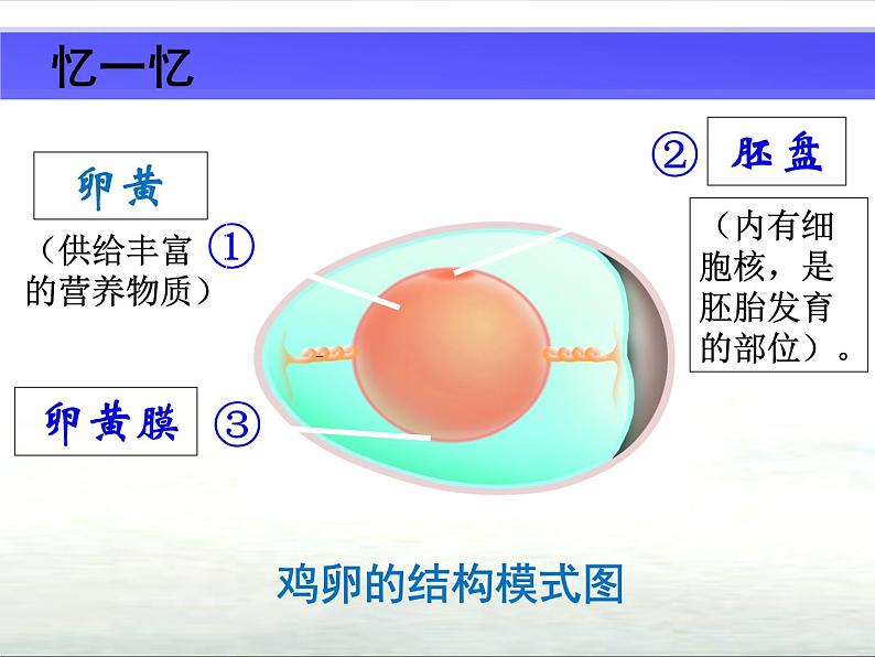 苏科版八年级上册生物  20.2动物的发育 课件03