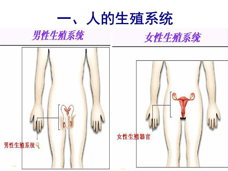 苏科版八年级上册生物  21.1人的生殖 课件04