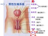 苏科版八年级上册生物  21.1人的生殖 课件