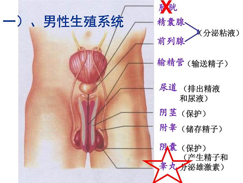 苏科版八年级上册生物  21.1人的生殖 课件05