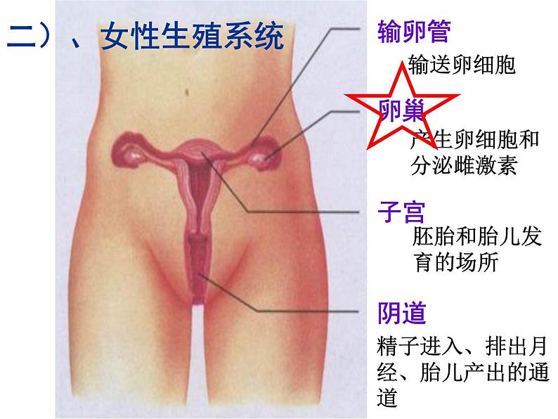 苏科版八年级上册生物  21.1人的生殖 课件07