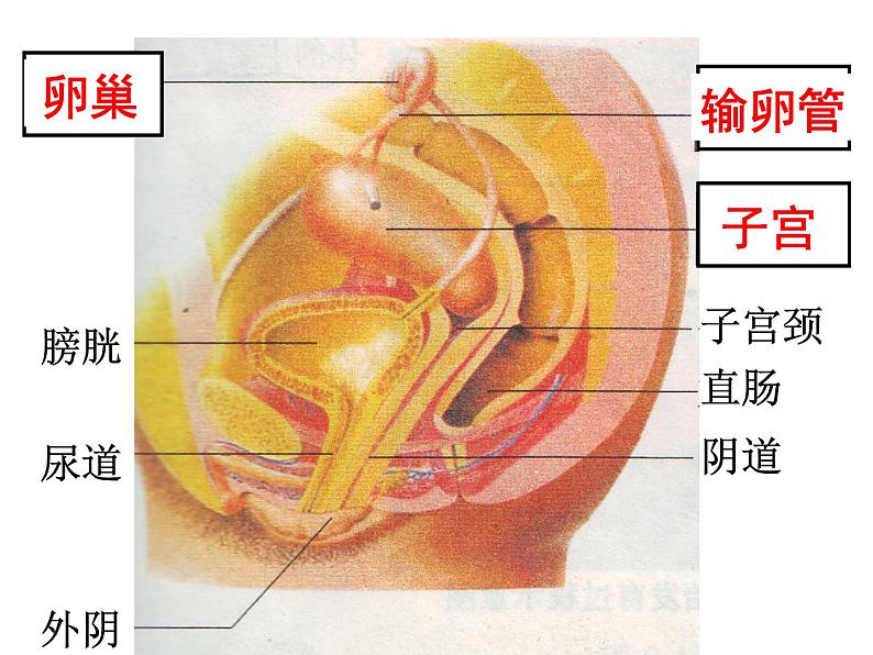 苏科版八年级上册生物  21.1人的生殖 课件08