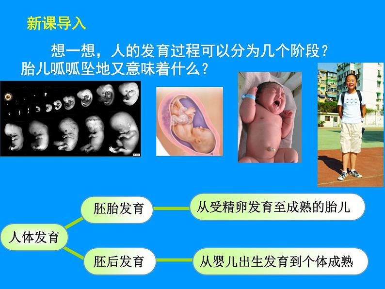 苏科版八年级上册生物  21.2人的个体发育 课件04