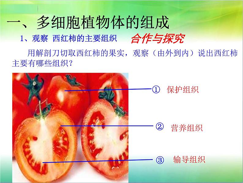 多细胞生物体的组成PPT课件免费下载05