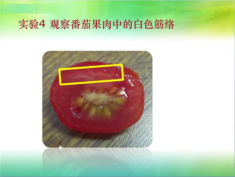 多细胞生物体的组成PPT课件免费下载06