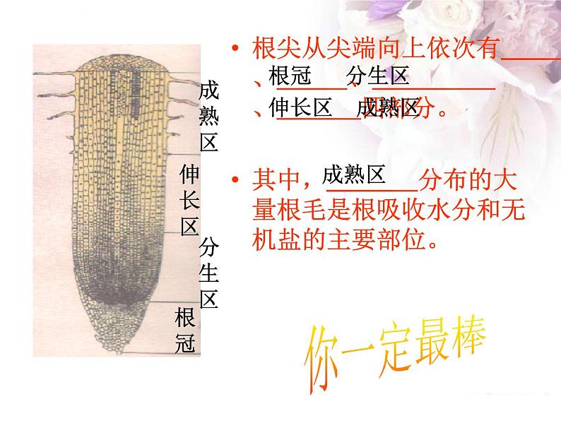 苏教版七年级上册3.5.3 植物生长需要水和无机盐（共39张ppt）第1页