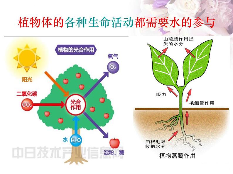 苏教版七年级上册3.5.3 植物生长需要水和无机盐（共39张ppt）第7页