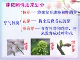 苏教版七年级上册3.5.4 植物茎的输导功能 课件 （31张ppt）