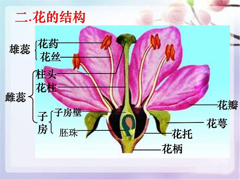 苏教版七年级上册3.5.5植物的开花和结果 课件(共44张ppt)04